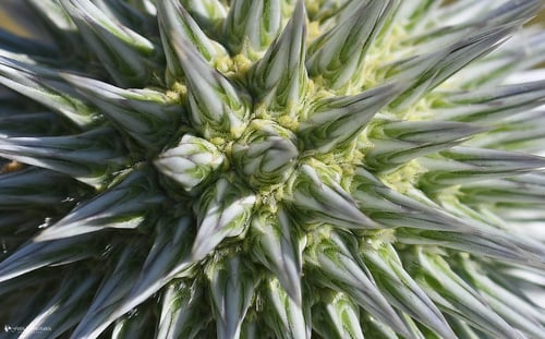 Echinops spinosissimus