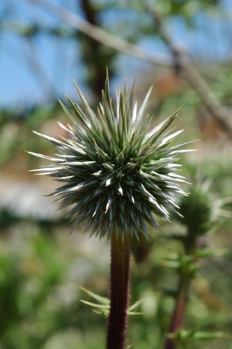 Echinops spinosus — photo