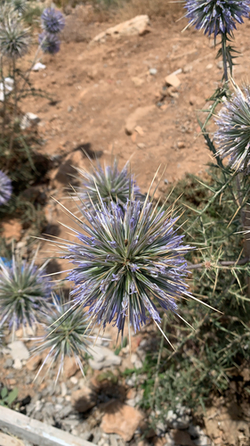 Echinops spinosus