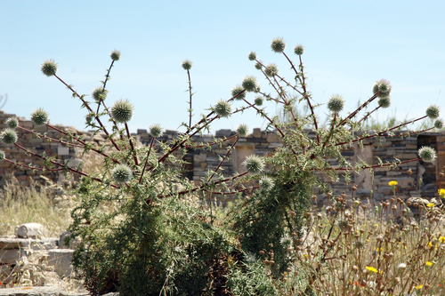 Echinops spinosus — photo