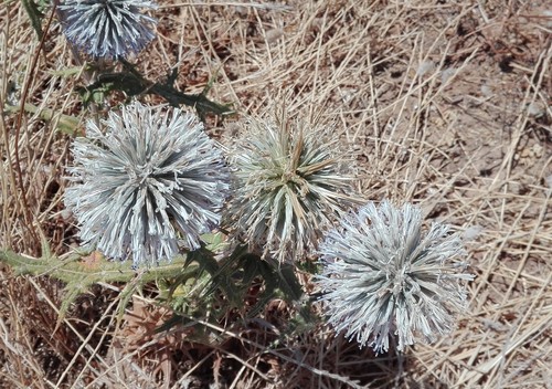 Echinops viscosus subsp. bithynicus