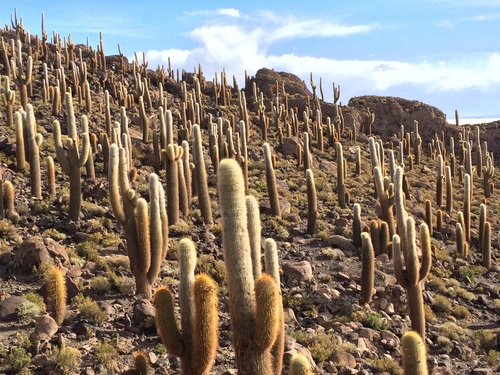 Echinopsis atacamensis — photo