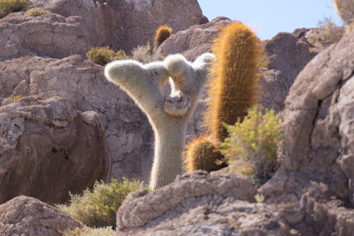 Echinopsis atacamensis