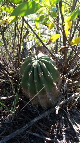 Echinopsis rhodotricha — photo