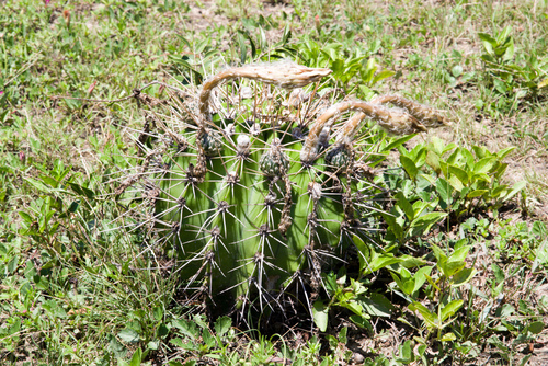 Echinopsis rhodotricha — photo