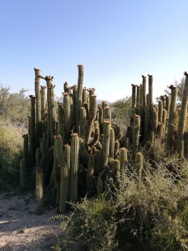 Echinopsis spachiana (Torch cactus) — photo