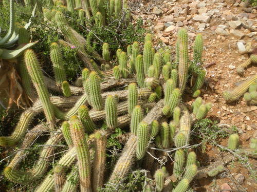 Echinopsis spachiana (Torch cactus) — photo