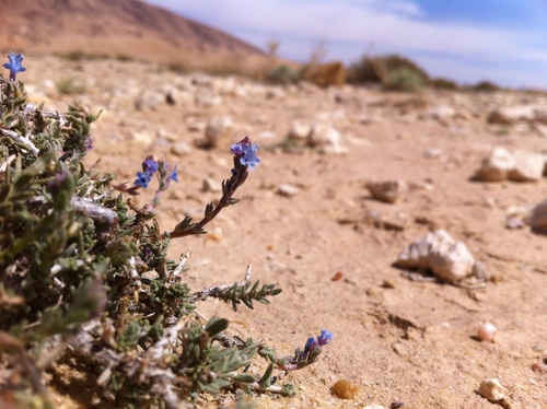 Echiochilon fruticosum