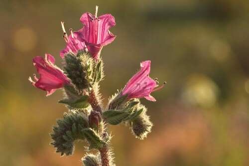 Echium angustifolium