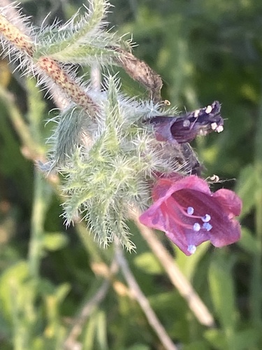 Echium angustifolium (Meloua) — photo