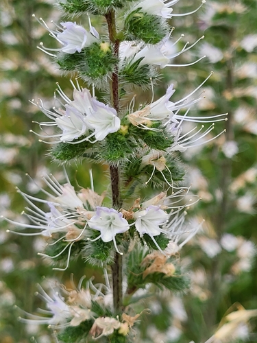 Echium italicum (Italian Bugloss) — photo