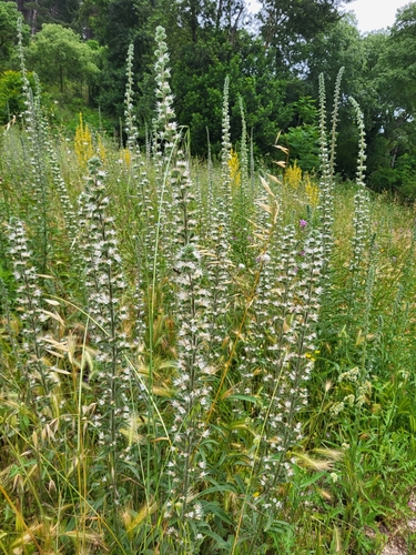 Echium italicum (Italian Bugloss) — photo