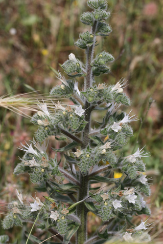Echium italicum