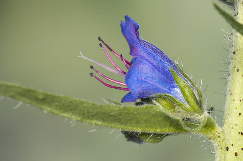 Echium vulgare (Viper's Bugloss) — photo