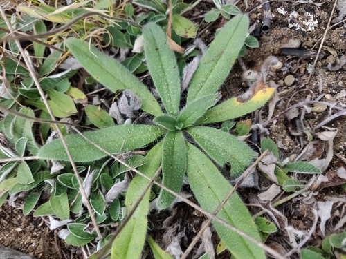 Echium vulgare (Viper's Bugloss) — photo