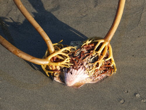 Ecklonia radiata (Brown kelp) — photo