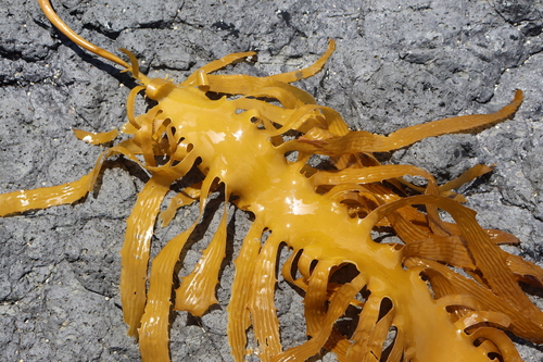 Ecklonia radiata (Brown kelp) — photo