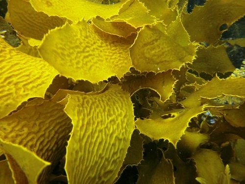 Ecklonia radiata