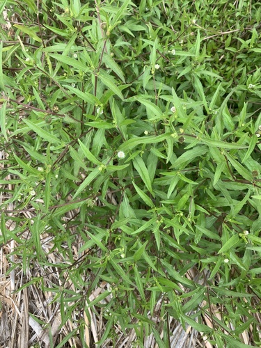 Eclipta erecta — photo