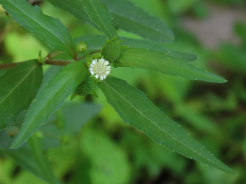 Eclipta erecta — photo
