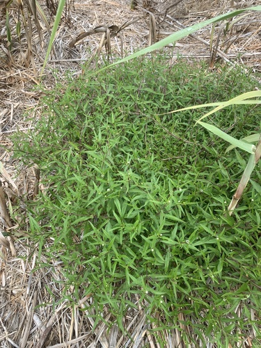 Eclipta erecta