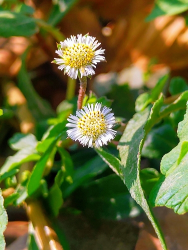 Eclipta prostrata (White Eclipta) — photo