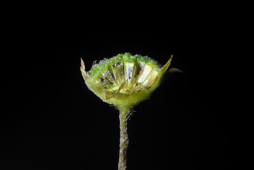 Eclipta prostrata (White Eclipta) — photo