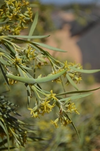 Ectadium virgatum (Slender Ectadium) — photo