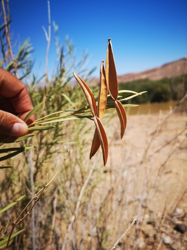 Ectadium virgatum (Slender Ectadium) — photo
