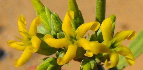 Ectadium virgatum