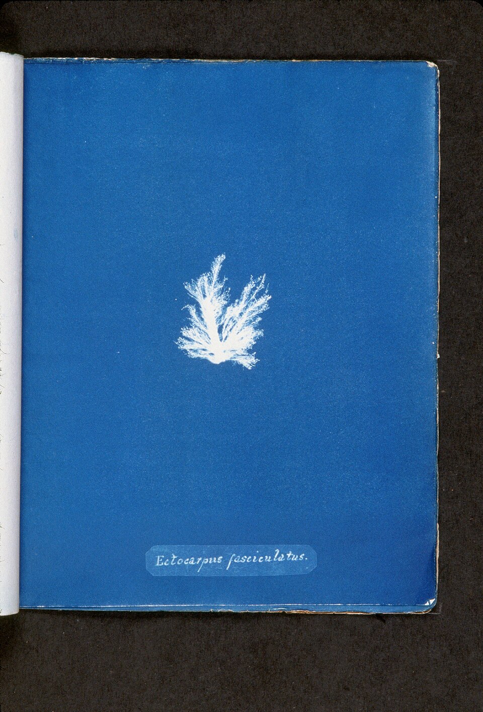 Ectocarpus fasciculatus — photo