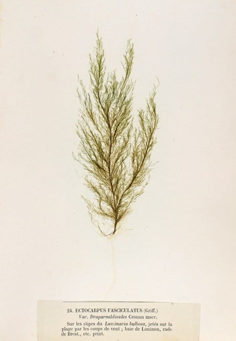 Ectocarpaceae