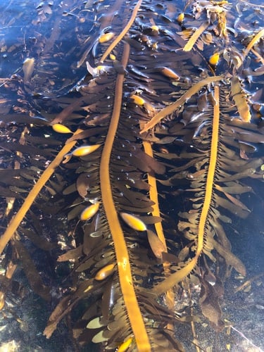 Egregia menziesii