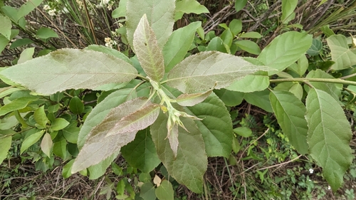 Ehretia acuminata (Koda tree) — photo