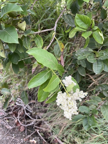 Ehretia acuminata (Koda tree) — photo