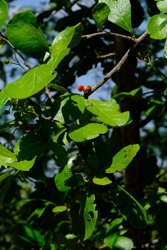 Ehretia amoena (Sandpaper bush) — photo