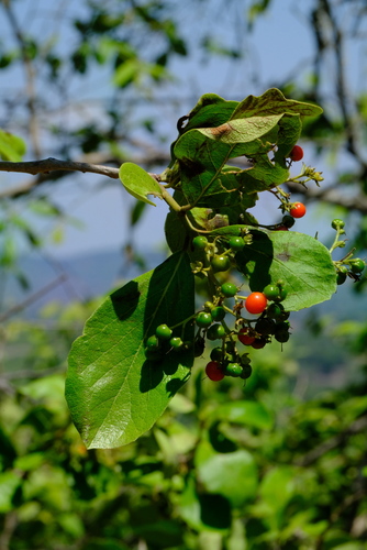 Ehretia amoena (Sandpaper bush) — photo