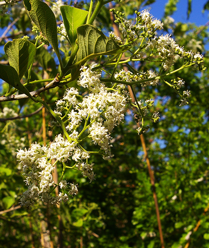 Ehretia amoena
