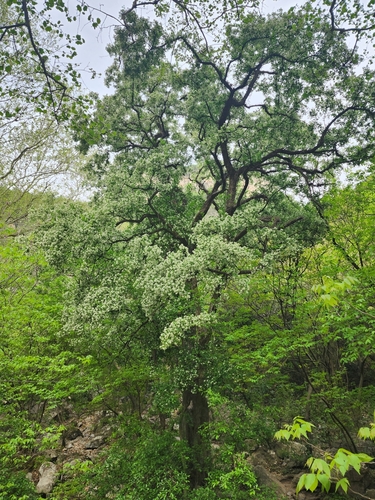 Ehretia anacua (Knock-away) — photo