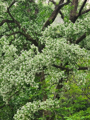 Ehretia anacua