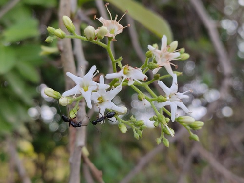 Ehretia canarensis — photo