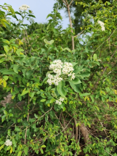 Ehretia canarensis