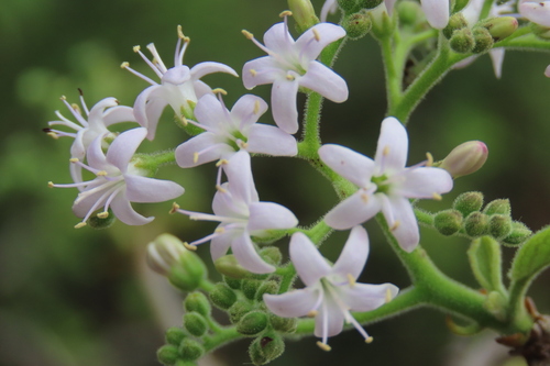 Ehretia coerulea (Purple stamperwood) — photo