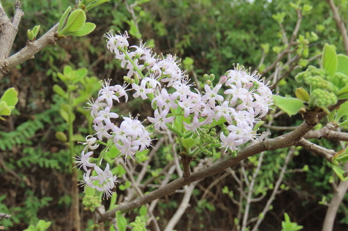 Ehretia coerulea