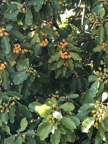 Ehretia cymosa — photo