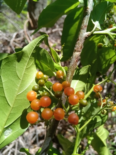 Ehretia cymosa var. silvatica