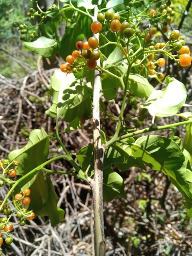 Ehretia cymosa var. silvatica — photo