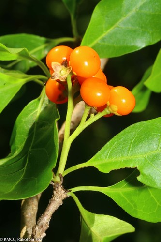 Ehretia cymosa
