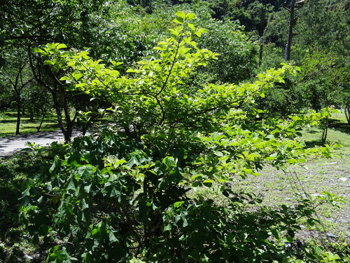 Ehretia dicksonii (Cu kang shu) — photo