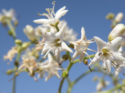 Ehretia laevis (Chamror) — photo